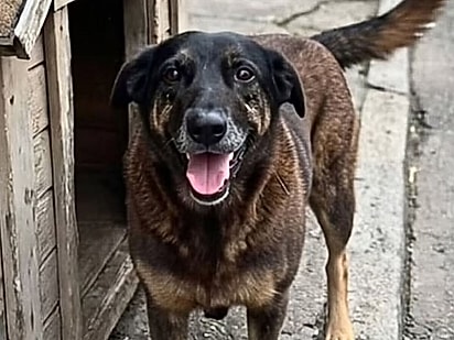 Cão Orelha, vítima de maus-tratos.