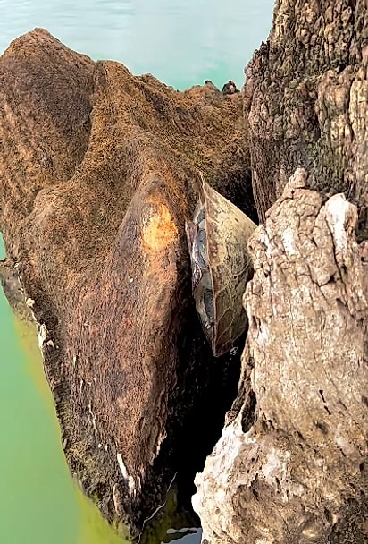 O cágado estava preso.