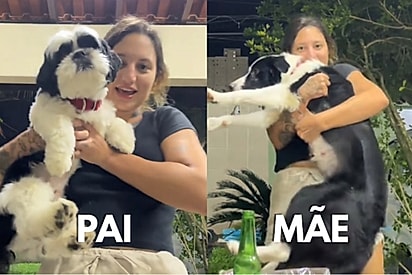 “Tá maior que o pai”: conheça Jamal, o cachorro mistura de shih-tzu com boder collie que conquistou a internet.