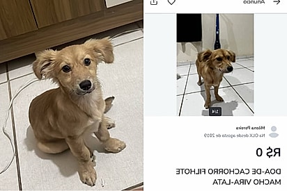 (Foto: TikTok/@daiamoliveira17) “Tinha que ser o Billy”: cachorro foge de casa, some por 5 dias e tutora o encontra anunciado na OLX.