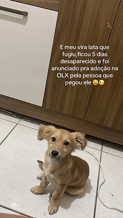 Billy desapareceu de casa por cinco dias, deixando a tutora em desespero — até reaparecer onde ninguém imaginava.