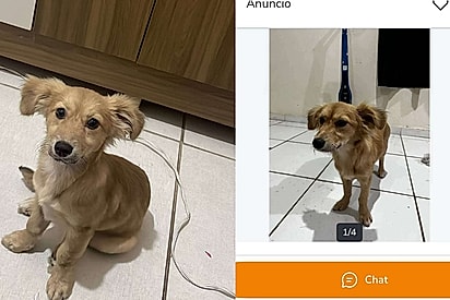 “Tinha que ser o Billy”: Cachorro foge de casa, some por 5 dias e tutora o encontra anunciado em site de vendas