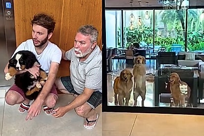 Nova integrante da família é recebida com festa por uma matilha de cães