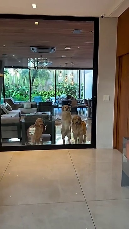 Os goldens adoraram a chegada da filhotinha.