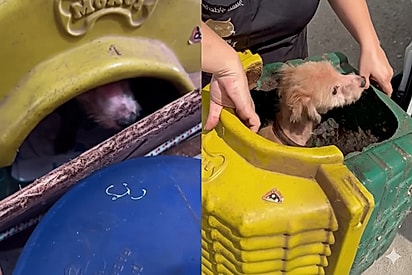 “Tá linda e feliz!”: Após anos trancafiada em casa minúscula, cachorra idosa é adotada e finalmente aprende a sorrir