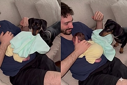 Cão salsicha tenta ‘cobrir’ bebê e cena derrete corações nas redes