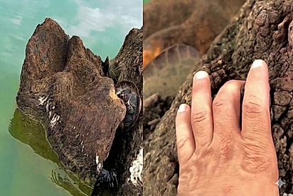 “Será que tá viva? Se tiver viva, a gente tira”: Em rio remoto, homem pede para guia retornar ao ver animal preso em fenda