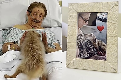 “O olhar entre eles diz tudo”: Em recuperação, Dona Maria recebe a visita do melhor amigo e emoção toma conta da sala
