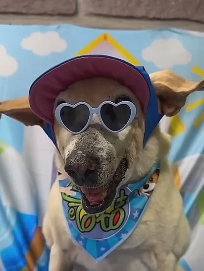 Vô Davi pronto para encontrar o novo tutor.