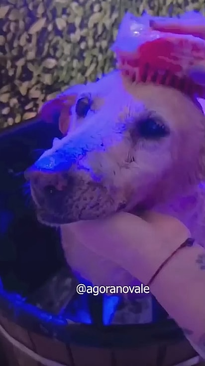 Vô Davi teve um dia de rei no pet shop. 