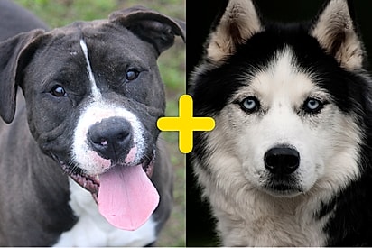 Conheça Indy, cachorro mistura de pitbull com husky siberiano.