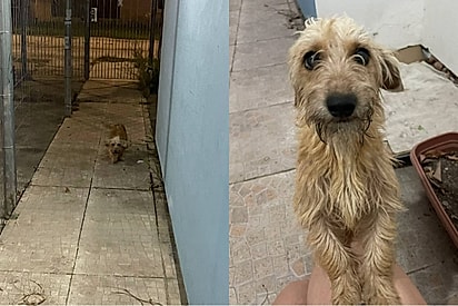 “Um ‘oi’ que muda tudo”: Ao sair para levar o lixo, jovem encontra vidinha judiada e coração não resiste.