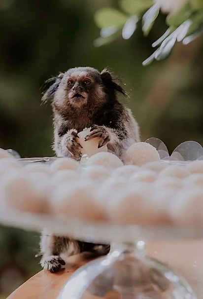 O sagui comeu um docinho.