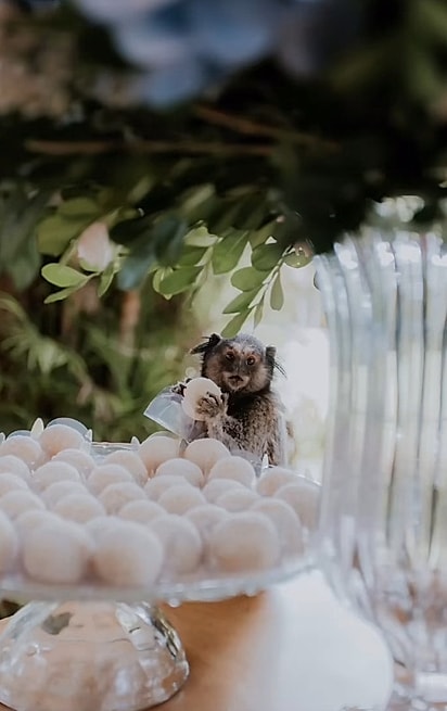 O sagui fazendo a festa no casamento.