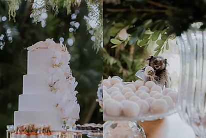 Sagui rouba docinho de casamento, posa para fotos e vira o convidado mais fofo da festa