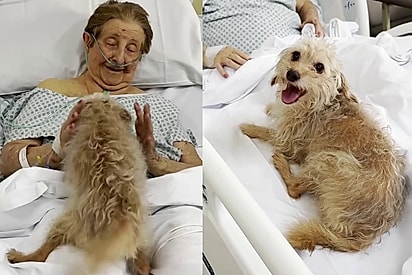 “O olhar entre eles diz tudo”: Em recuperação, Dona Maria recebe a visita do melhor amigo e emoção toma conta da sala