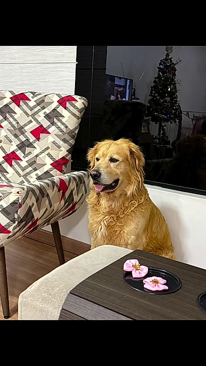 O cão virou membro essencial da família.