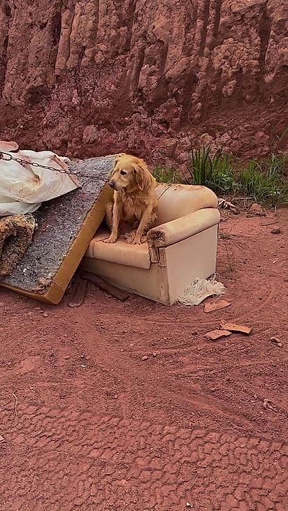 Bento estava assustado e não confiava em estranhos.