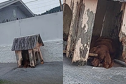“Que casinha feia, Cona”: moça mostra abrigo que cão comunitário ganhou e estado degradado chama atenção