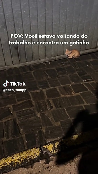 Enzo sabia que não podia deixar o felino lá.