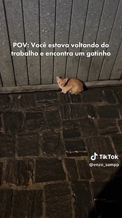 O felino estava machucado e na chuva.