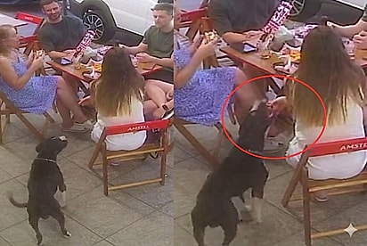 Em hamburgueria, cão “funcionário” comete deslize após moça segurar polenta na mão, e clientes saem em sua defesa