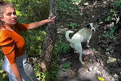 Com olhar aflito, cachorra insiste para casal a seguir mata adentro e, após 1 km ela revela o que escondia dentro de toca