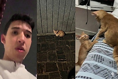 Jovem resgata gato na chuva e descobre coincidência inesperada ao chegar em casa