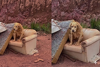 Te daremos a vida que sempre mereceu: Casal encontra cão descartado junto a entulho e isso muda seu destino para sempre