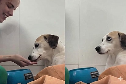 “Ideia genial!”: Veterinária cria estratégia para convencer cachorrinha internada a comer, e atitude chama a atenção