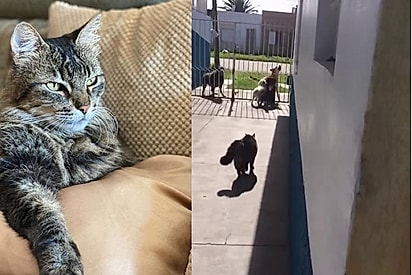 Silêncio, passa já pra dentro!: Gato mostra quem manda e em poucos segundos acaba com confusão entre cães