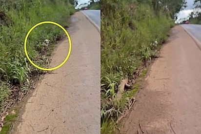 “A gente estava no lugar certo, na hora certa”: Por sorte, casal avista pontinho branco à beira da estrada e resolve agir