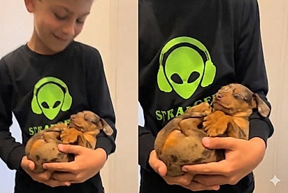 “A salsicha mais alta do Brasil”: Família compra dachshund, mas pet cresce mais do que o esperado.