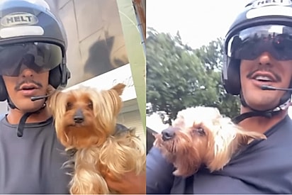 “Pensa num rolê diferente”: Cachorro foge, quase sofre acidente, é resgatado por motoboy e vive o dia de um CLT de moto.