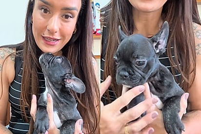 “Não quis porque solta pelo”: filhote de buldogue é devolvido e motivo choca