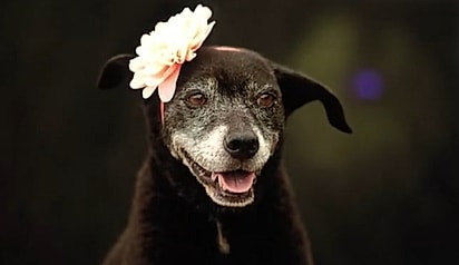 Pretinha foi adotada por uma família amorosa e responsável.