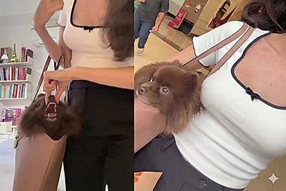 Durante passeio, moça é acusada de maltratar cachorrinha Lulu por levá-la na bolsa — e resposta surpreende