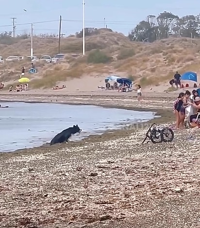 O cachorrinho voltando para a areia.