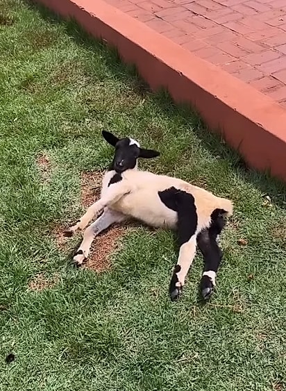 A carneirinha perdeu os movimentos das patas.