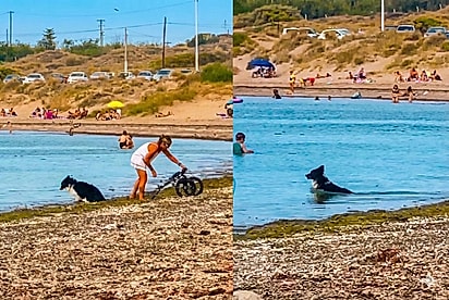 “Essa mulher merece tudo”: Tutora tira cão da cadeirinha para ele se divertir no mar, e alegria dele emociona milhões