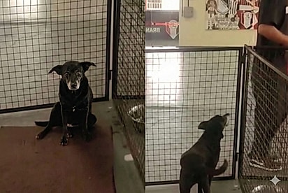 “É você quem vai me levar para casa?”: Cachorrinha idosa emociona ao esperar por uma família em feira de adoção.