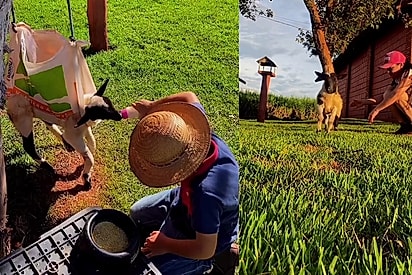 “Disseram que não andaria mais”: Com saco adaptado e amor, carneira paralisada volta a correr e dar pulinhos de alegria