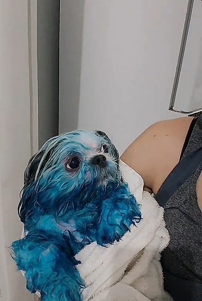 Mesmo após o banho, Gigi continuou azul.