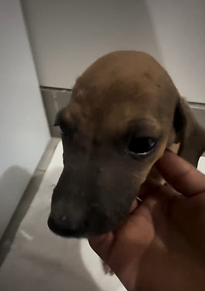 Leandro resgatou o cachorrinho e encontrou uma família para ele.