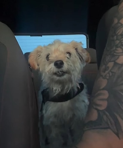 Rufina, uma cadela recém-adotada.