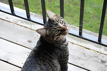 O gatinho Stark foi adotado de um abrigo de animais.