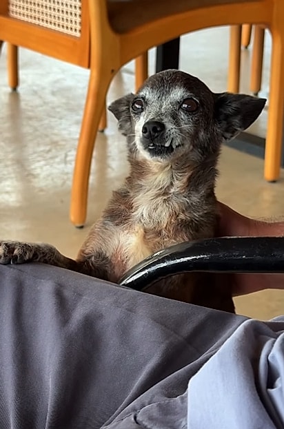 Urso, um cão pequeno, idoso e que só tem três patas.