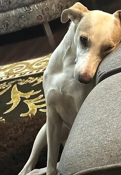 Lua chegou muito magra e com o semblante triste.