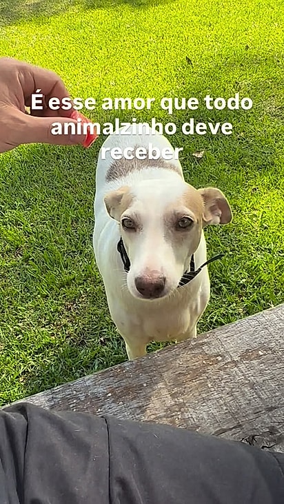Lua se transformou em uma nova cachorrinha após a adoção.