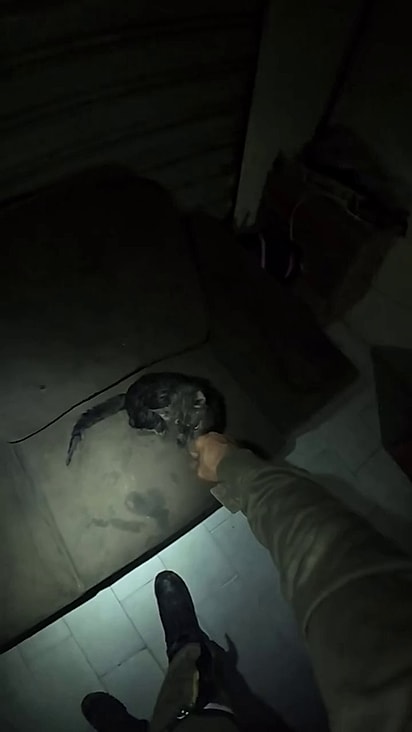 Mesmo após o susto o felino demonstrou ser muito dócil.